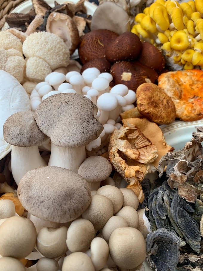 Online mushroom store | Biobritte  cart | Chennai | Tamil Nadu