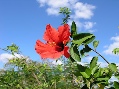 Red hibiscus flower against blue sky.