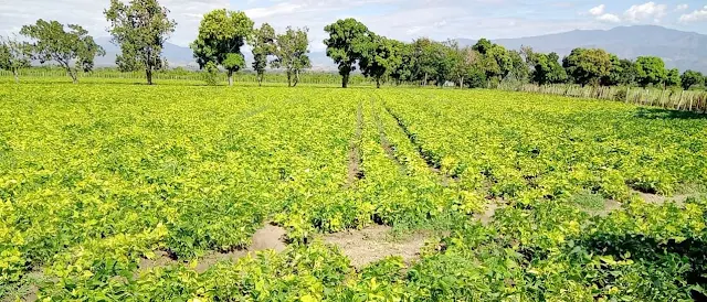 Habichuelas San Juan