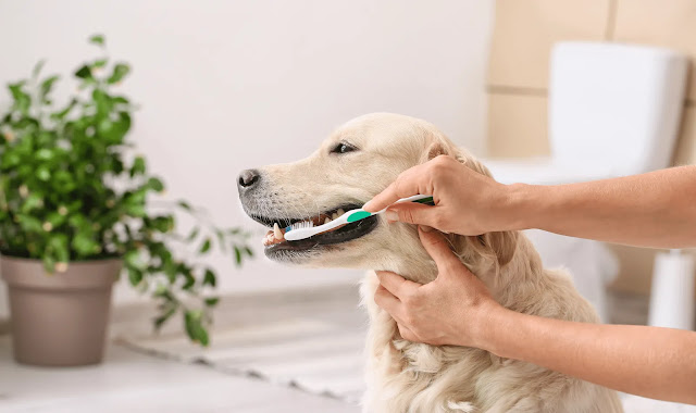 pet-dental-care-keeping-your-pets-teeth-healthy