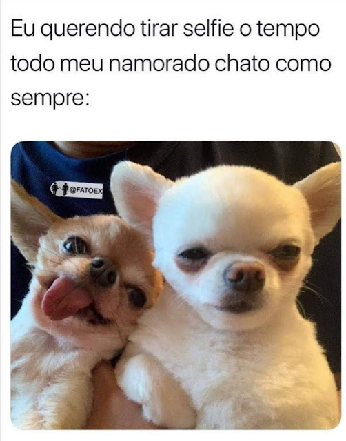 64 memes de cachorro para você ter na manga