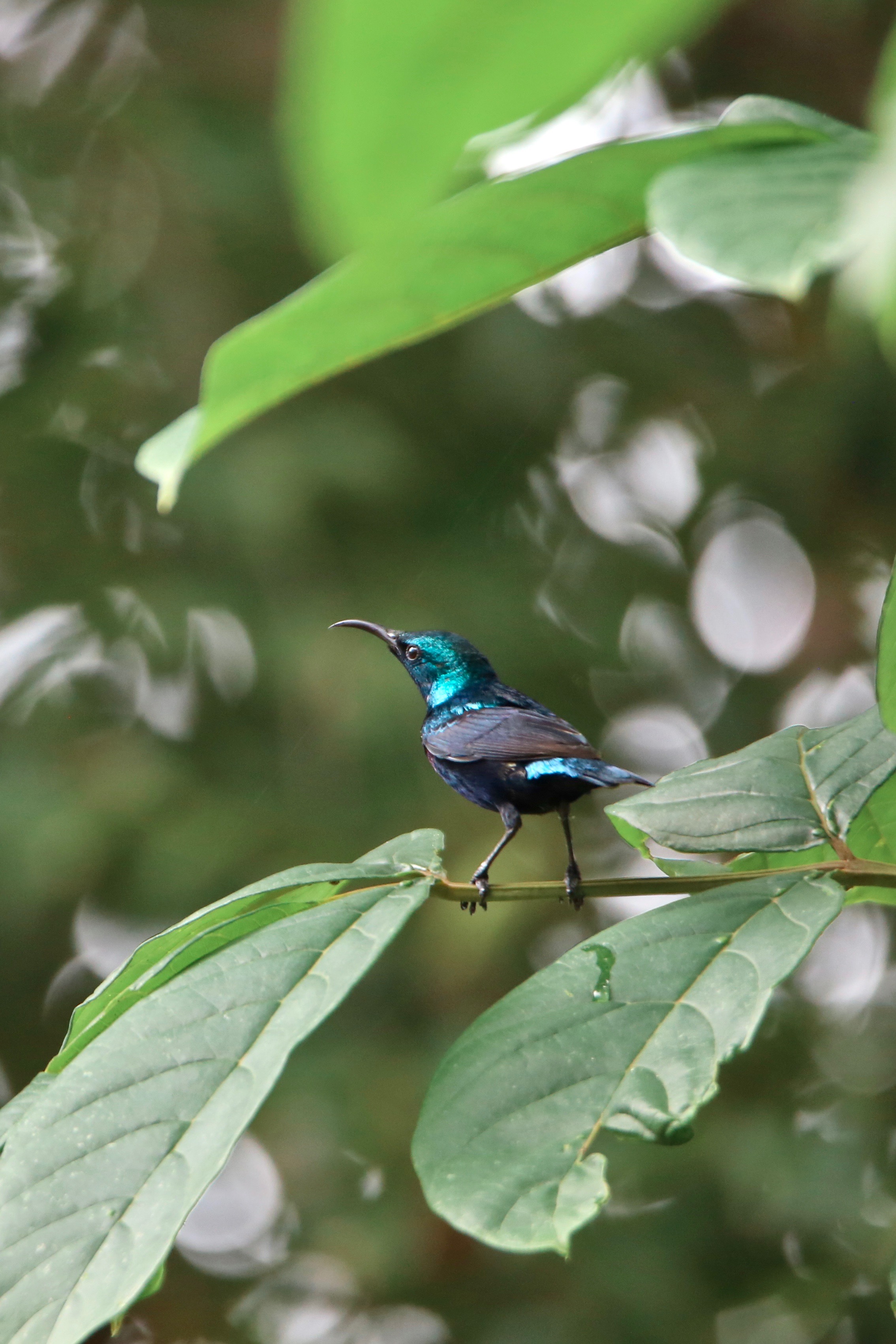 Purple sunbird, names of birds of India, high resolution images free