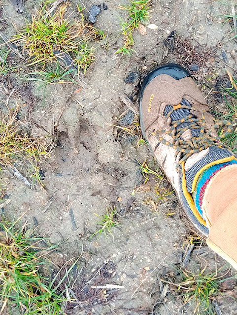 Red deer hoof print, Indre et Loire, France. Photo by Loire Valley Time Travel.