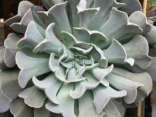 Echeveria 'Blue Swan