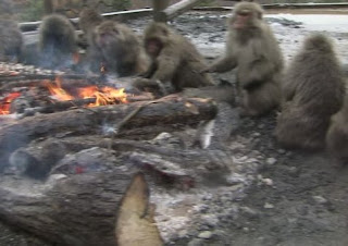 The monkey by the fire
