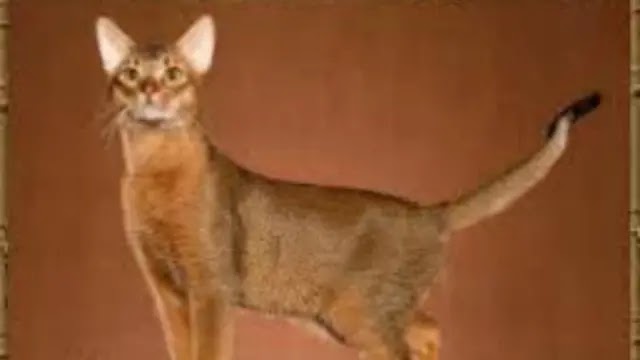 Specifications and features of the Abyssinian cat