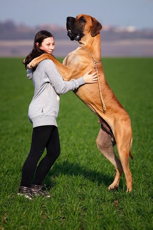 Great Dane is among the biggest dogs in the world.