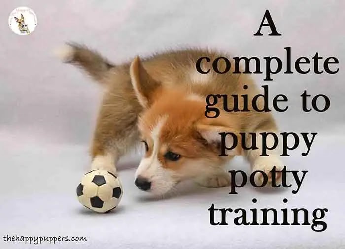 A complete guide to puppy potty training