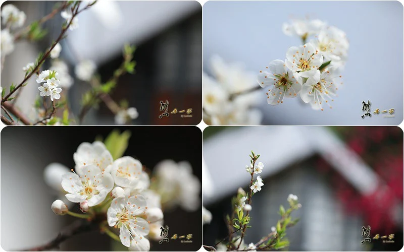 花蓮秀林鄉景點｜西寶國小｜櫻花梅花盛開~誤打誤撞的新秘境