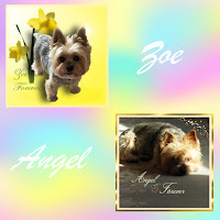 MY FOREVER ANGELS ~ Zoe And Angel ~ 2 Yorkies