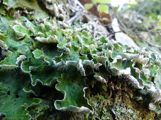 25: green with blue spots topped flats rolled at the edges showing white with tendrils underneath