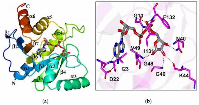 (uma) A estrutura do macrodomínio SARS-CoV-2 complexado com ADP-ribose (6WOJ); (b) ligações de hidrogênio (linhas tracejadas) entre aminoácidos na bolsa de ligação e ADP-ribose. Obtido de Alhammad et al., 2020.