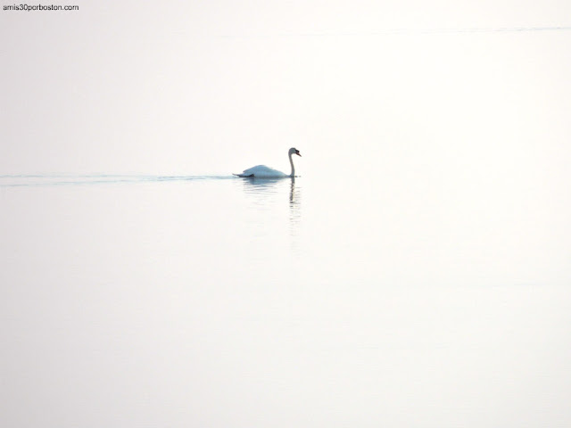 Mute Swan o Cisne Blanco en New Hampshire