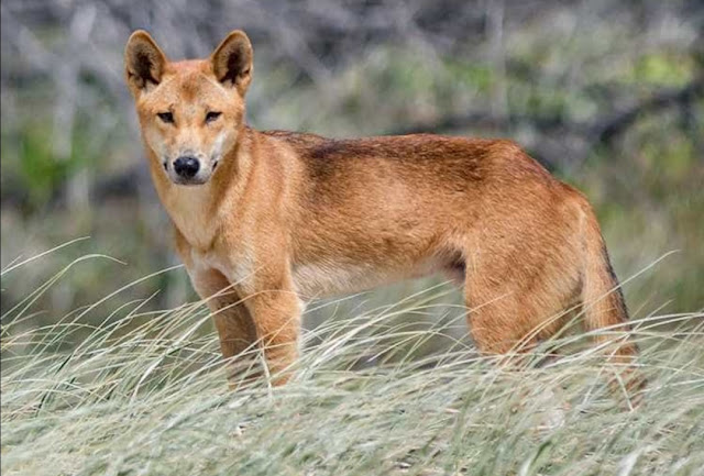 Anjing Dingo Indochina – Ras Anjing Liar dan Pemberani