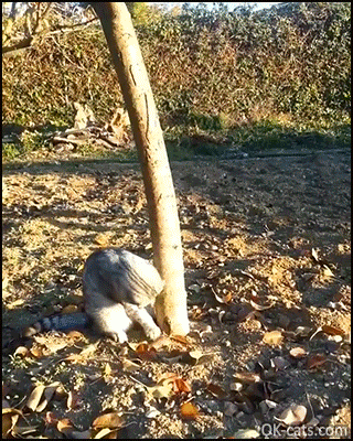 Funny Cat GIF • Kitty does not want to go home. “Leave me alone hooman, this is my tree!” [ok-cats.com]