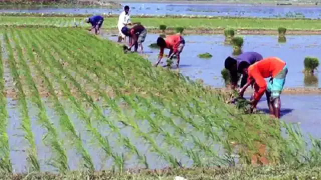 নিবন্ধন পেল বোরোতে চাষের জন্য ধানের ১০ জাত