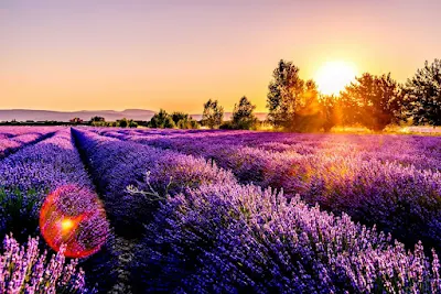 Peace Valley Lavender Farm- Freedeets