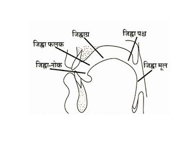 जिह्वा ध्वनि उच्चारण प्रक्रिया