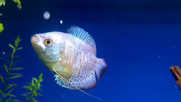 Do Dwarf Gourami fish need an aquarium filter?