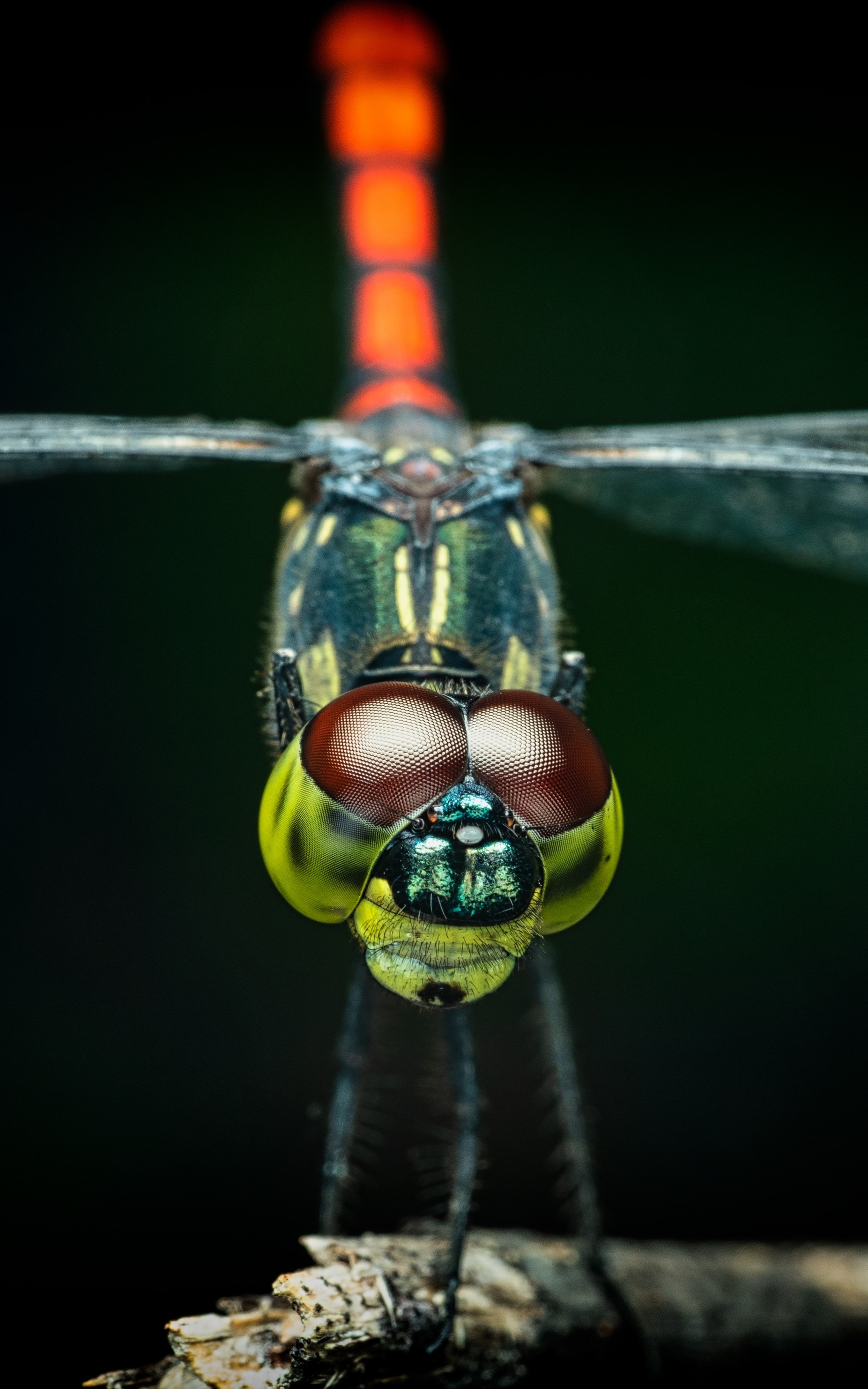Dragonfly amazing eyes.