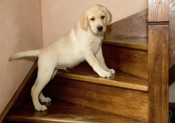 When Can Puppies Climb Stairs Safely