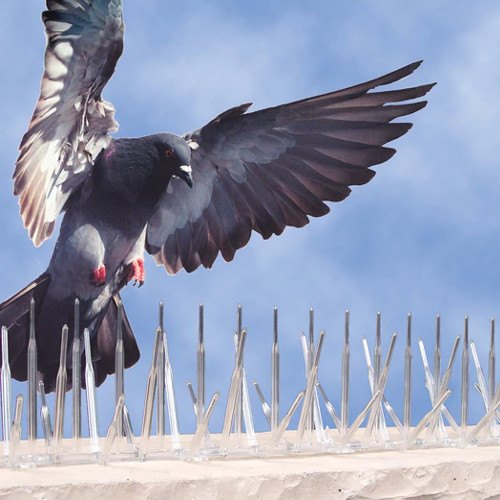 birds-control-services-in-sydney