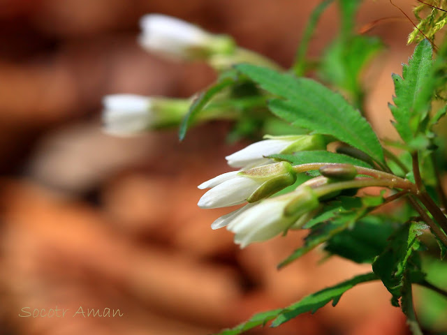 Cardamine anemonoides