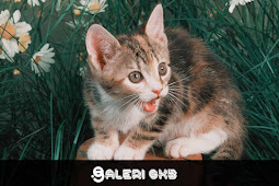 22 wallpaper image kitten, cat, gray, cute, pet wallpaper, background Ultra HD 4K desktop computer