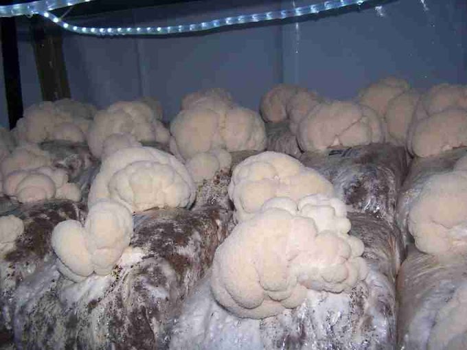 Lion's mane mushroom price in India | Mushroom supplier | Biobritte mushrooms