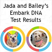 Mini Review: Jada and Bailey's Embark DNA Test Results