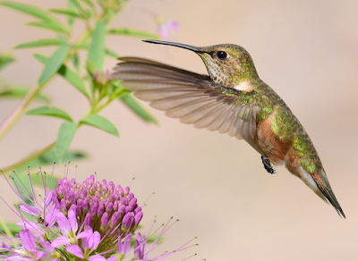 Biblical Dream Interpretation of a Hummingbird