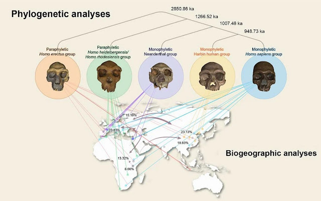 Команда создала биогеографические модели человеческого разнообразия среднего плейстоцена, иллюстрирующие, как разные линии, каждая из которых произошла от общего предка, могли развиваться в соответствии с летописью окаменелостей. Ni et al. / Инновация