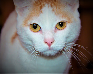 Common diseases in Turkish Van cat Generally speaking, the Turkish Van breed is distinguished by good health inherited from ancestors. They have an excellent appetite, good immunity, and endurance.   However, there is a slight tendency to hypertrophic cardiomyopathy. Unlike some other breeds, in vans, the transmission of a predisposition to this disease by inheritance has not been proven. The life expectancy of vans is 12-17 years.  How to take care of a Turkish Van cat? Nature itself has adapted these cats to swimming since they do not have an undercoat. This greatly simplifies the care, and it is not even necessary to use a rough metal brush. Ordinary, plastic will also do, with its help once a week you can remove dead villi. The coat falls out weakly, in spring and autumn, during the period of renewal of the cover.  Usually, a Turkish van takes a shampoo bath at least once a month, but you should ensure your pet has access to water. It can be a simple bath with toys, without shampoo. Moreover, it is quite possible that this will have to be done often.  Claws are trimmed at least once every two weeks, ears need to be checked every week, and teeth should be brushed every day. The tray should be kept clean; the vans are very demanding in this matter.what is the description of a Turkish Van cat? How rare is a Turkish Van cat? The Turkish Van cat is indeed a special breed. A great love of water, the ability to swim and hunt both in the water and on land, as well as an outstanding intellect makes the Vans extremely interesting pets.  These cats are very flexible, muscular, and strong, they are created for hunting, are able to climb any tree, and rarely have problems getting down from it. The hind legs are slightly longer than the front ones, the chest is wide, the developed chest, the ears are medium, the tail is fluffed. Males are much larger than females. The head is rounded, wedge-shaped, the eyes are amber or blue.  He will become your loving and affectionate companion, very intelligent, however, with his own character and view of many issues and events that surround him. You need to find a common language with the Vans since it is almost impossible to suppress their character.  What is the personality of the Turkish Van cat? Are Turkish Vans aggressive? A distinctive feature of the Vans is very high intelligence, which gives rise to a certain isolation and the ability to deeply perceive all phenomena. The cat draws conclusions, but, as they say, "on his mind." On the other hand, if proper socialization is carried out while the pet is still a kitten, you will be able to form a much more open character.   With other pets, the cat should feel at the top of the domestic hierarchy. Then he will be calm and satisfied with himself.  These cats like to lie in the water in hot weather, swim perfectly and love to hunt, so forget about the fish in the open aquarium. Small pets like guinea pigs, hamsters, parrots, may also not survive the acquaintance with a hereditary hunter.  On the other hand, the Turkish van is able to show great love and affection for his family, despite the fact that he will feel comfortable alone. He is a wonderful climber, loves to climb trees, he is a flexible and strong cat, he can catch toys on the fly, and show miracles of agility. Vans normally perceive children if they are not too intrusive, but guests and unfamiliar people are treated with caution.  This breed is quite wayward and does not like freedom restrictions. If the cat does not like anything - from stroking and ending with an abundance of children's attention, he will let you know. Also, pay attention to his nose - if the cat is angry, the nose turns from pink to red.  Love of water can also cause trouble. A Turkish van can fall into the toilet, he can learn to open water taps on his own, not to mention the doors to the bathroom.Profile of Turkish Van Cat The breed of cat Turkish van, without a doubt, is one of the oldest. One of the legends says that these cats appeared near Lake Van, which is near Mount Ararat. And this happened, no less, in the time of the Old Testament Noah.   One of the animals on the ark was a cat. He decided to explore the expanses around the ark and found the Salt Lake Van, located on the same plateau as Mount Ararat.  A less romantic legend says that cats arose naturally, in the area of Lake Van. They grew and developed as a species in the wilderness of those places, and learned to swim and fish. The modern Van cat carries the genetic traits of its ancestors, has no fear of water, can swim and enjoy the water.  Later, these cats were brought to Europe by the Crusaders. Be that as it may, the breed of the Turkish Van cat belongs to one of the oldest breeds, and proudly carries this status. Regardless of whether they came down from Noah's Ark or not, these cats have a number of unique qualities, are very much appreciated all over the world, and are still found in the natural environment - near Lake Van. Although - extremely rare.  The modern development of this beautiful breed in European countries began in the UK in 1955. Two female photographers, Laura Lushington and Sonya Halliday brought a pair of Van cats from a trip to Istanbul - a male and a female, with red markings on the head and tail. For four years, they successfully bred offspring, after which they brought another pair of vans from Istanbul, and continued what they started.  The breed was officially recognized in England in 1969 under the name "Turkish cat". Later, the name changed to Turkish Van. The International Cat Association (TICA) granted the status of Champion of Turkey to this breed in June 1979.   Characteristics of the Turkish Van How do I know if my cat is a Turkish Van? Adaptability                                       10/10  Attachment to the family             10/10  Gaming activity                                10/10  intelligence                                        10/10  General health                                 09/10  Wool fallout                                      06/10  Friendliness to children                 09/10  Friendly to dogs                               10/10  Love of meows                                 10/10     Breed Information of Turkish Van Country of origin  Turkey  Lifetime  12-17 years  Size  medium-large  Weight  Cats: up to 7 kg, Cats: 5-6 kg  Coat type  longhair  Color  white with characteristic colored markings on the head and tail.  Lifestyle  outdoors / indoors  Turkish van cat price	 400 - 600 $  How much does a Turkish Van kitten cost?"turkish van cat" "turkish van cat for sale" "turkish van price" "turkish van kittens" "turkish van cat personality" "turkish van kittens for sale" "turkish van for sale" "turkish van cat price uk" "turkish van meow" "turkish van swimming" "turkish angora vs turkish van" "turkish march ludwig van beethoven";"turkish van cat" "turkish van cat for sale" "turkish van price" "turkish van kittens" "turkish van cat personality" "turkish van kittens for sale" "turkish van for sale" "turkish van cat price uk" "turkish van meow" "turkish van swimming" "turkish angora vs turkish van" "turkish march ludwig van beethoven";