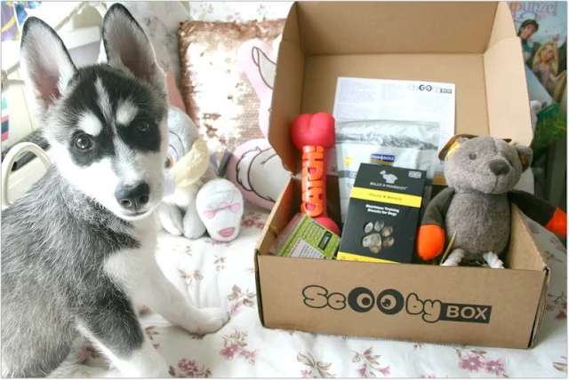 Best Dog Subscription Box Ireland