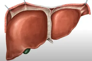간에서 생성되는 글루타치온