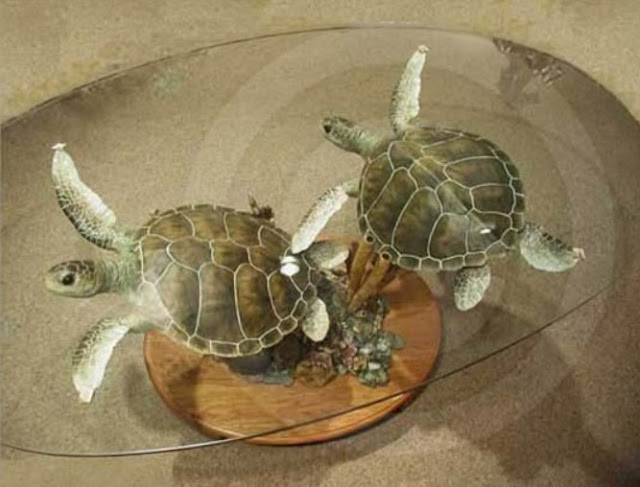 turtle decorations for home