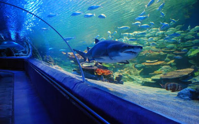 Turkuazoo is among the largest aquariums in the world.