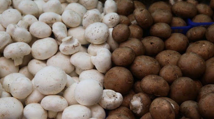 Mushroom cultivation project report ppt | Mushroom farming | Biobritte mushrooms