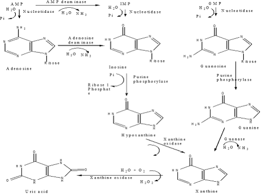 Catabolism-of-Purine-nucleotides