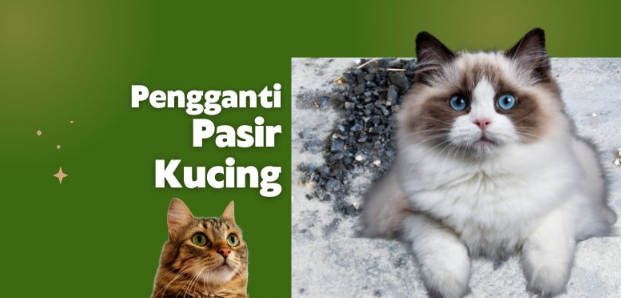 Rekomendasi Pengganti Pasir Kucing, Apakah Abu Gosok Bisa?