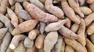 Know the benefits of eating sweet potatoes this season