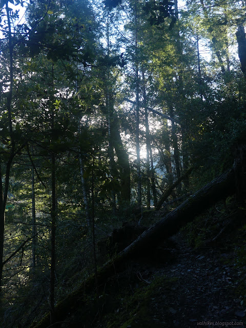 01: trail and tree across it