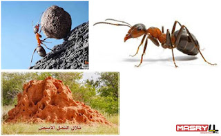 إعجازات الرحمن في خلق الحشرات - النمل