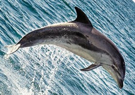 Aquatic Mammals Marine mammals form a diverse group of 128 species that depend on the ocean for their survival.