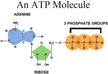 What is the full form of ATP