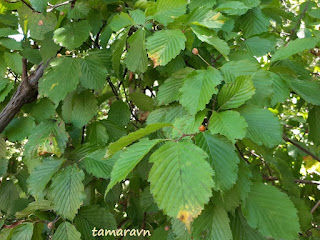 Мелкоплодник ольхолистный (Micromeles alnifolia)