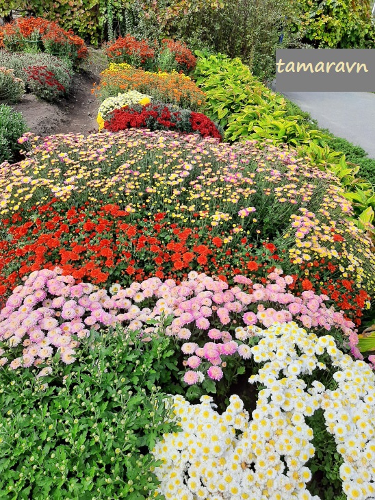 Хризантемы (Chrysanthemum)