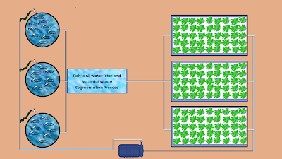 Aquaponic farming diagram