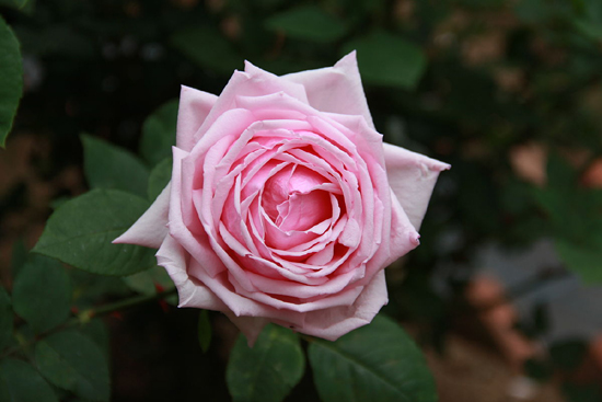 A Rose flower