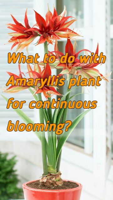 What to do with Amaryllis plant for continuous blooming? | Amaryllis plant care. 